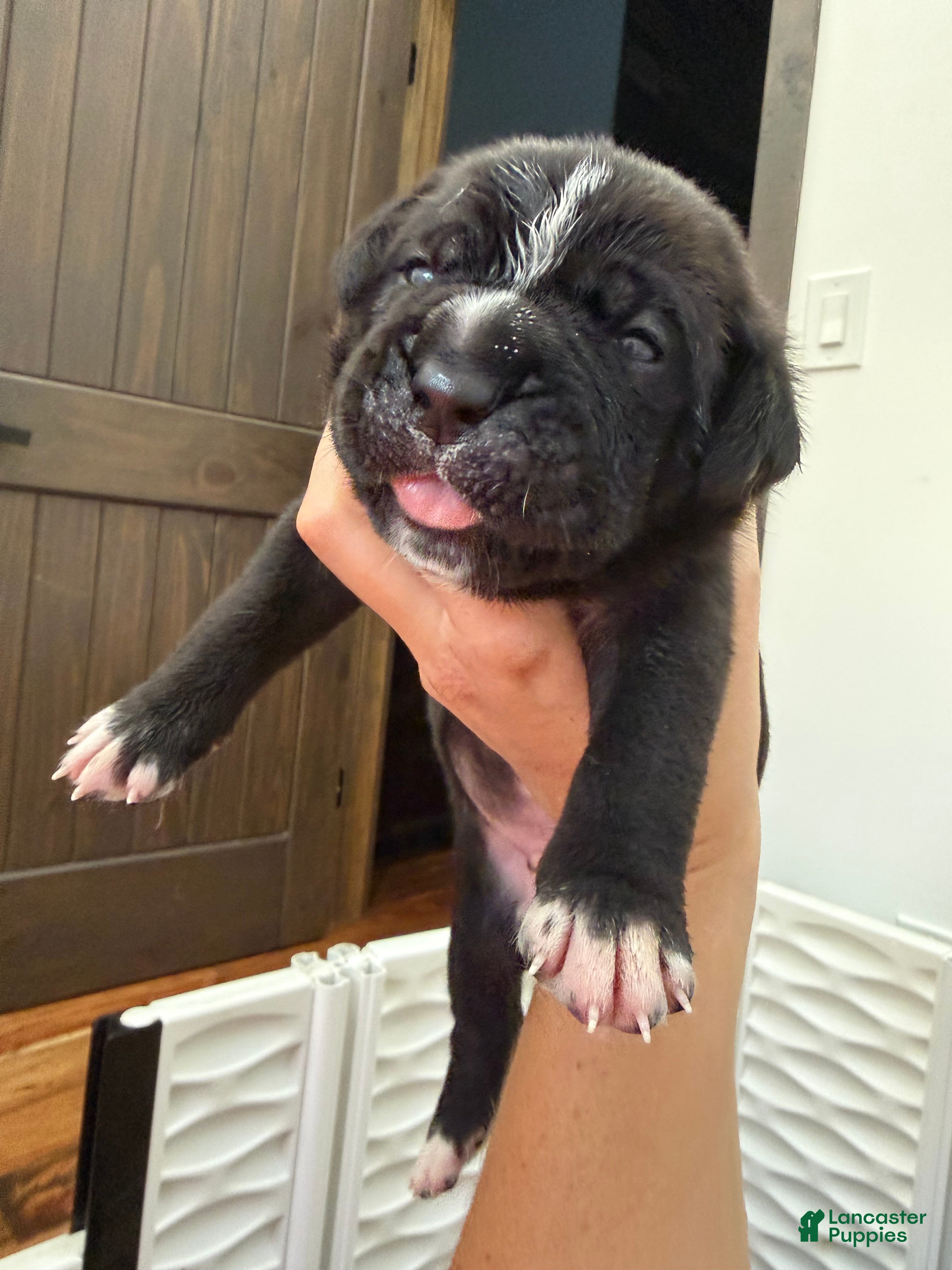 Cane Corso dogs Pablo - Ad 2