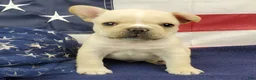 French Bulldog dogs for sale: Keoki - Ad 4