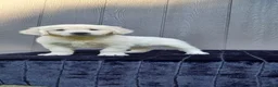 Golden Retriever dogs for sale: Aloha - Ad 1