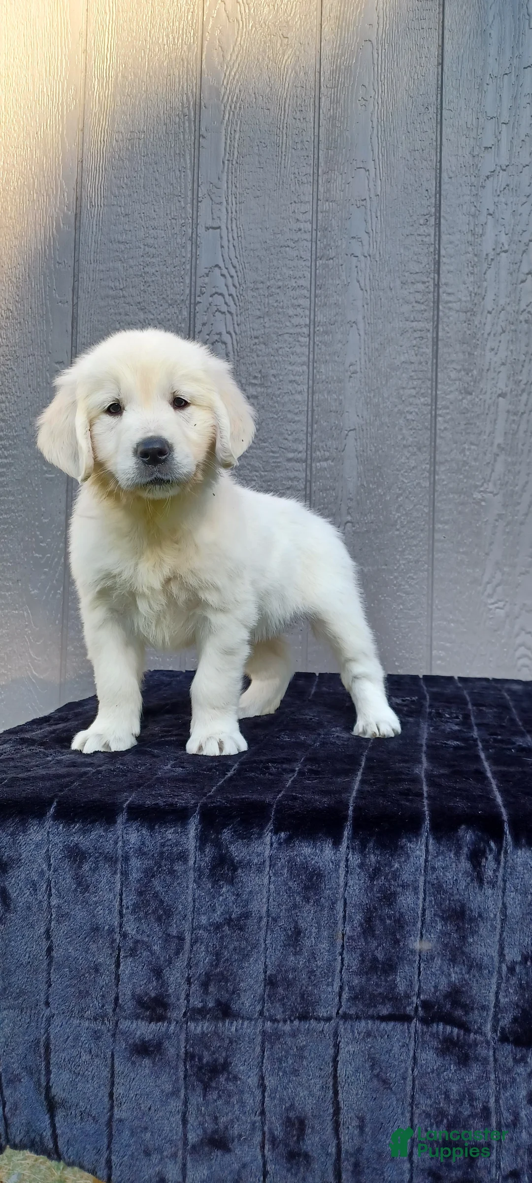 Golden Retriever dogs for sale: Aloha - Ad 1