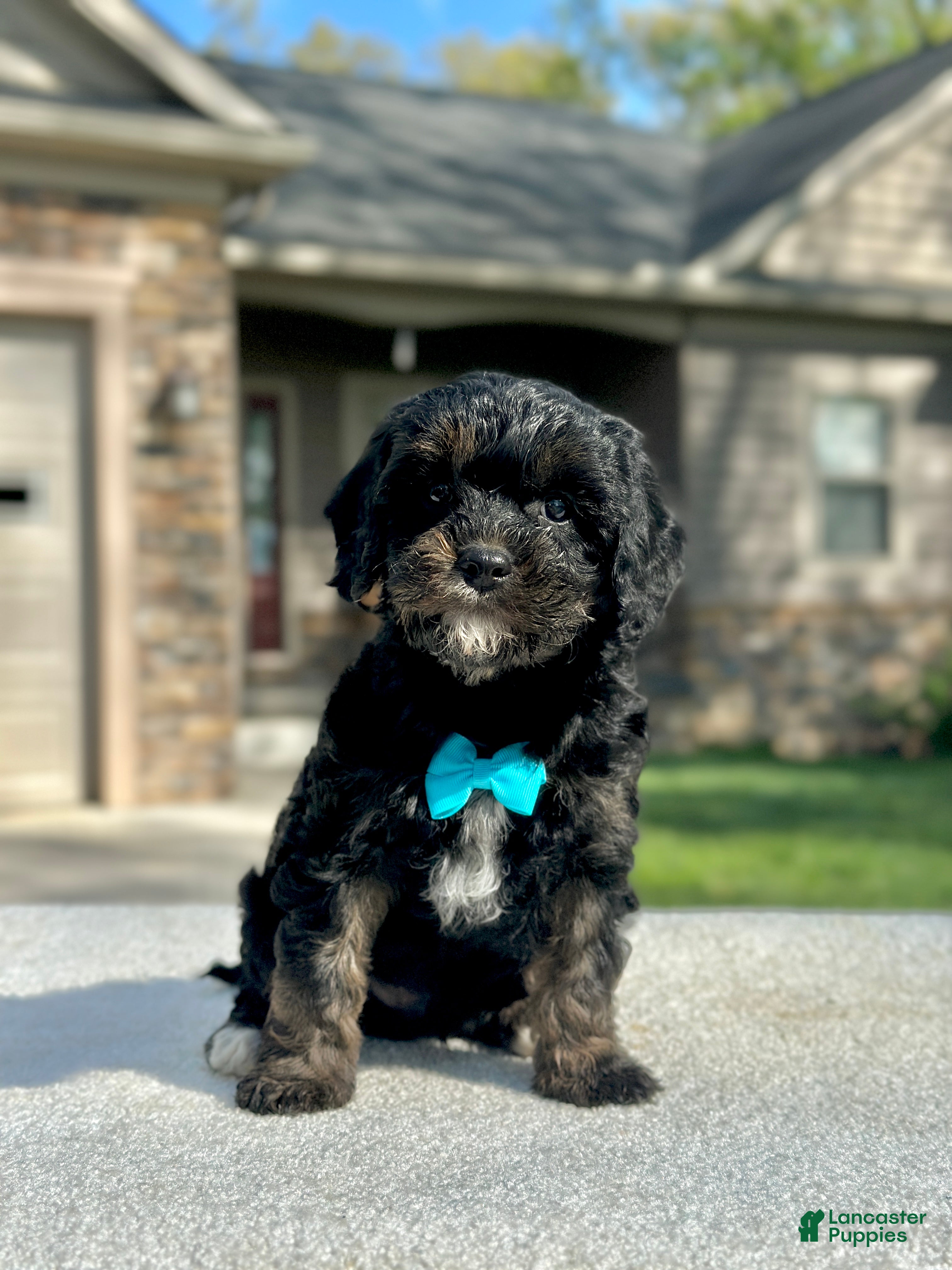 Cavapoo dogs Chester - Ad 1