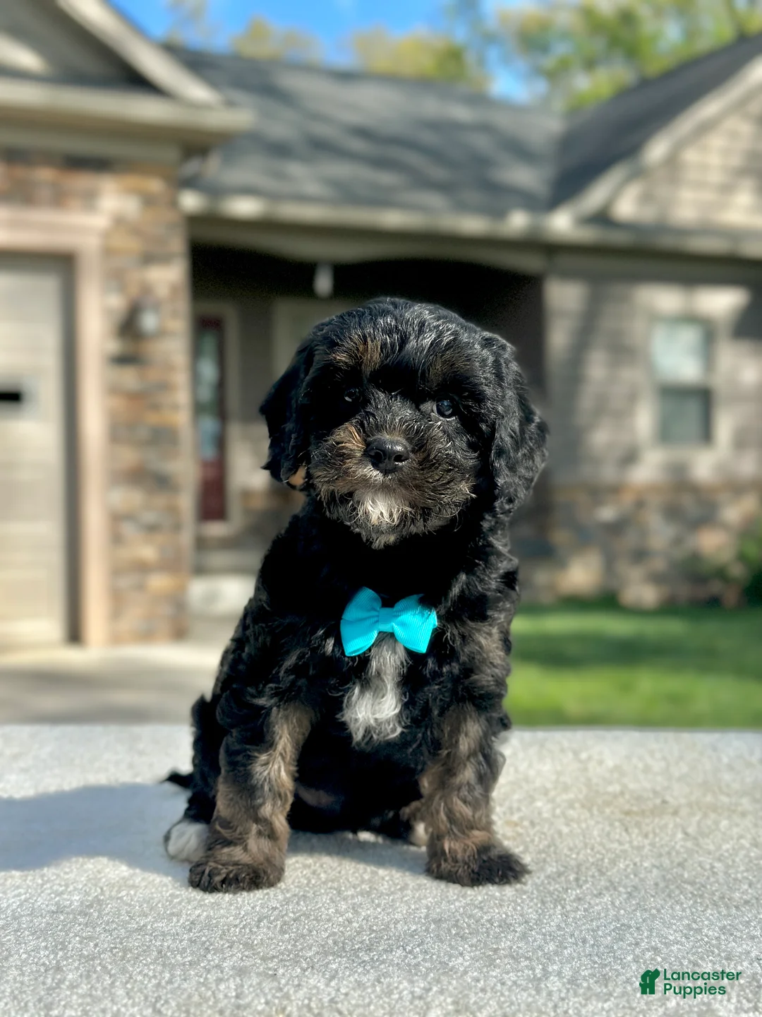 Cavapoo dogs for sale: Chester - Ad 1