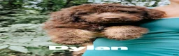 Aussiedoodle dogs for sale: Dylan  - Ad 2