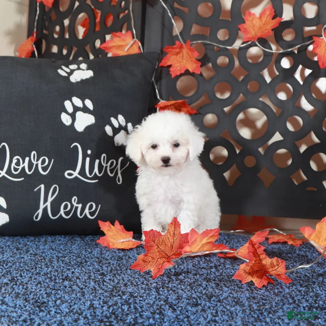 Bichpoo dogs for sale: Sebastian Show Stopping Poochon Puppy  - Ad 3