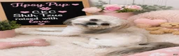 Shih Tzu dogs for sale: Daniel’s - Ad 3