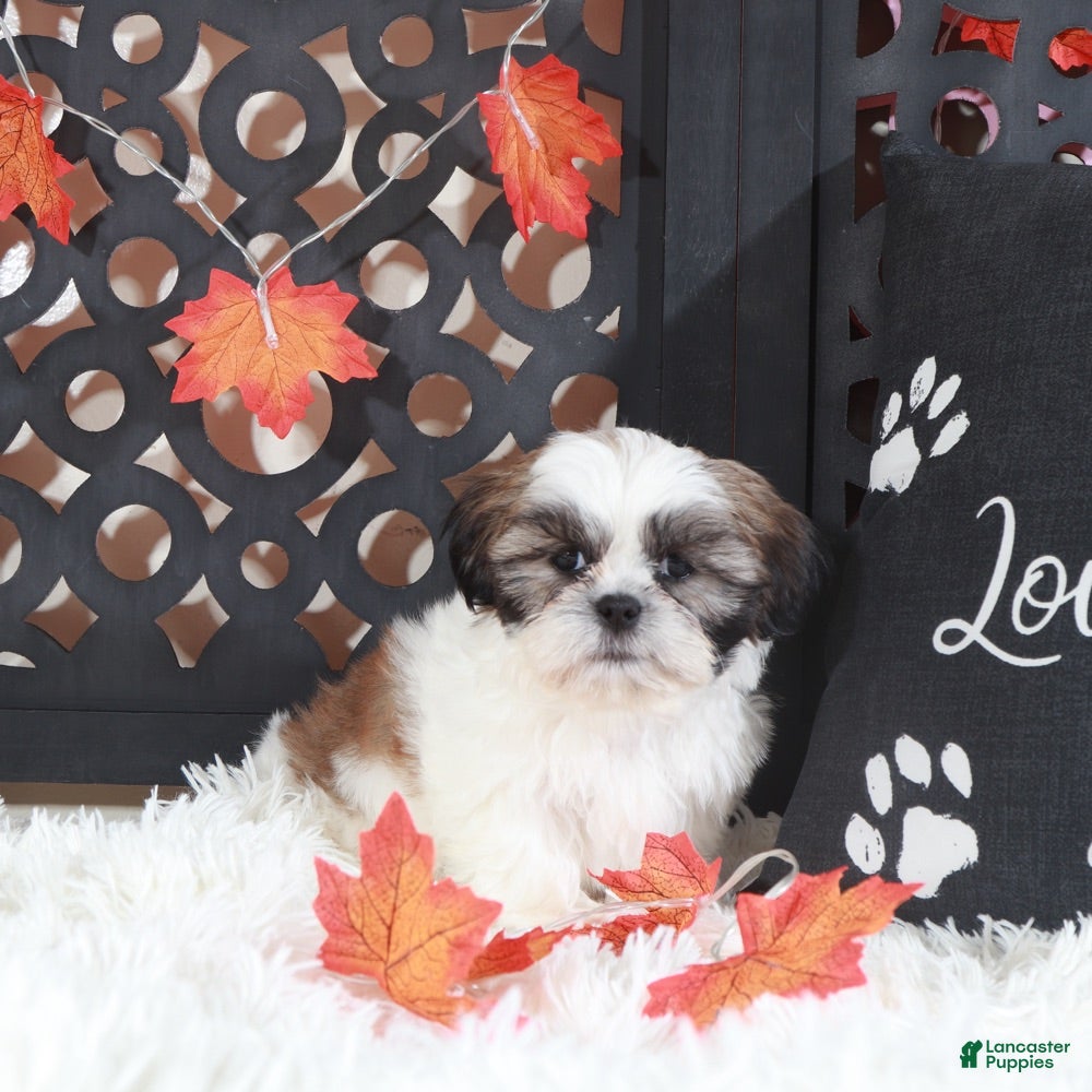 Shih Tzu dogs Noah - Ad 4