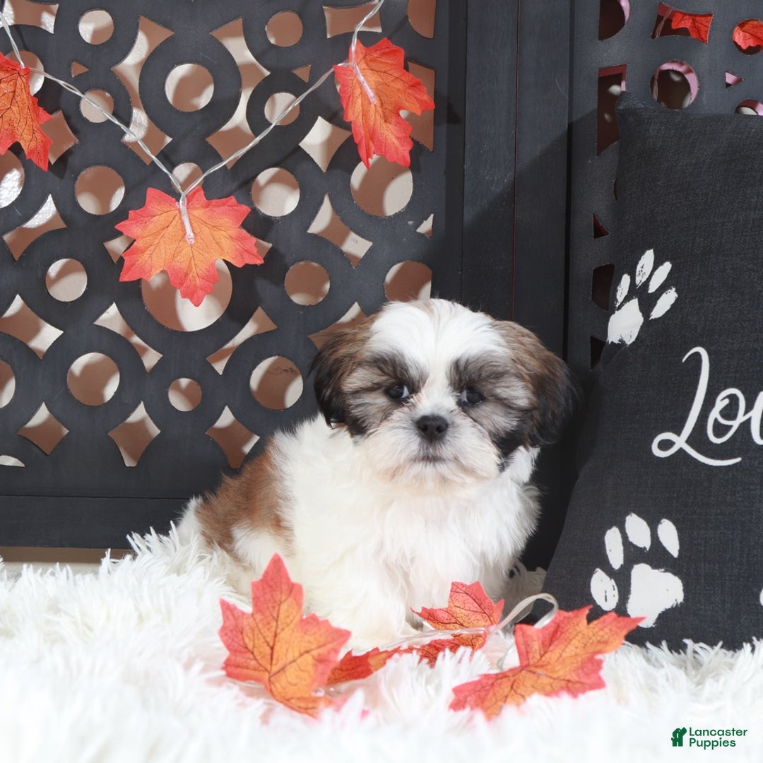 Shih Tzu dogs for sale: Noah - Ad 1