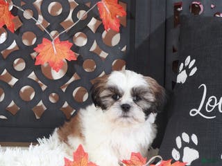 Shih Tzu dogs Noah - Ad 15