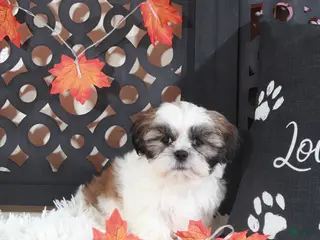 Shih Tzu dogs Noah - Ad 16