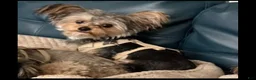 Yorkiepoo dogs for sale: Venus - Ad 7