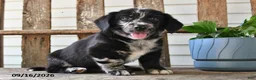 Mixed Breed dogs for sale: Stormy - Ad 4