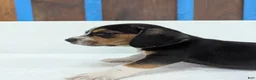 Beagle dogs for sale: Ruffles - Ad 5