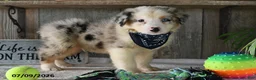 Australian Shepherd dogs for sale: Koby - Ad 5