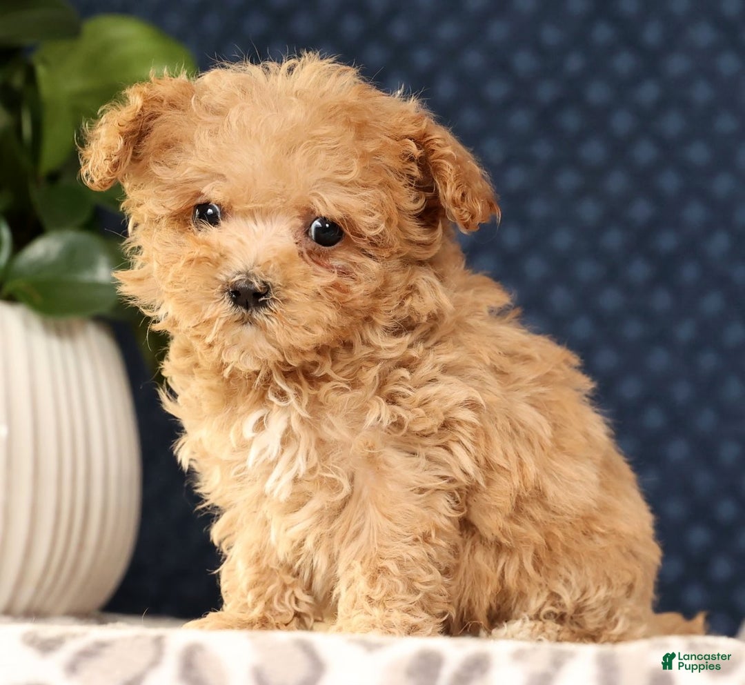 Havapoo dogs for sale: Uno - Ad 2