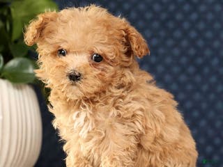 Havapoo dogs Uno - Ad 12