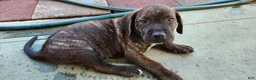 Mixed Breed dogs for sale: Mixed Breed 2 - Ad 3