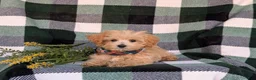 Maltipoo dogs for sale: Clifton 8 lbs Full Grown - Ad 9