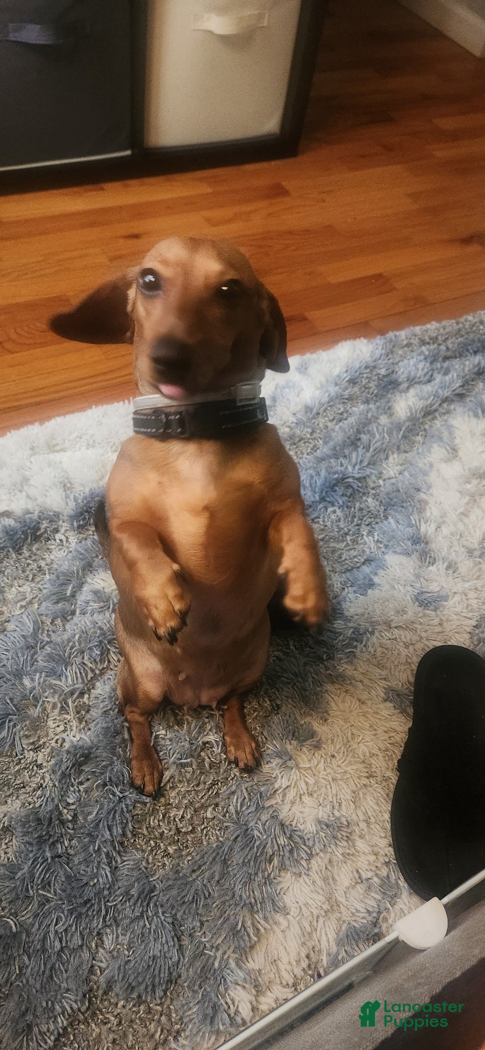Dachshund dogs for sale: Dachshund Puppy Chunky - Ad 4