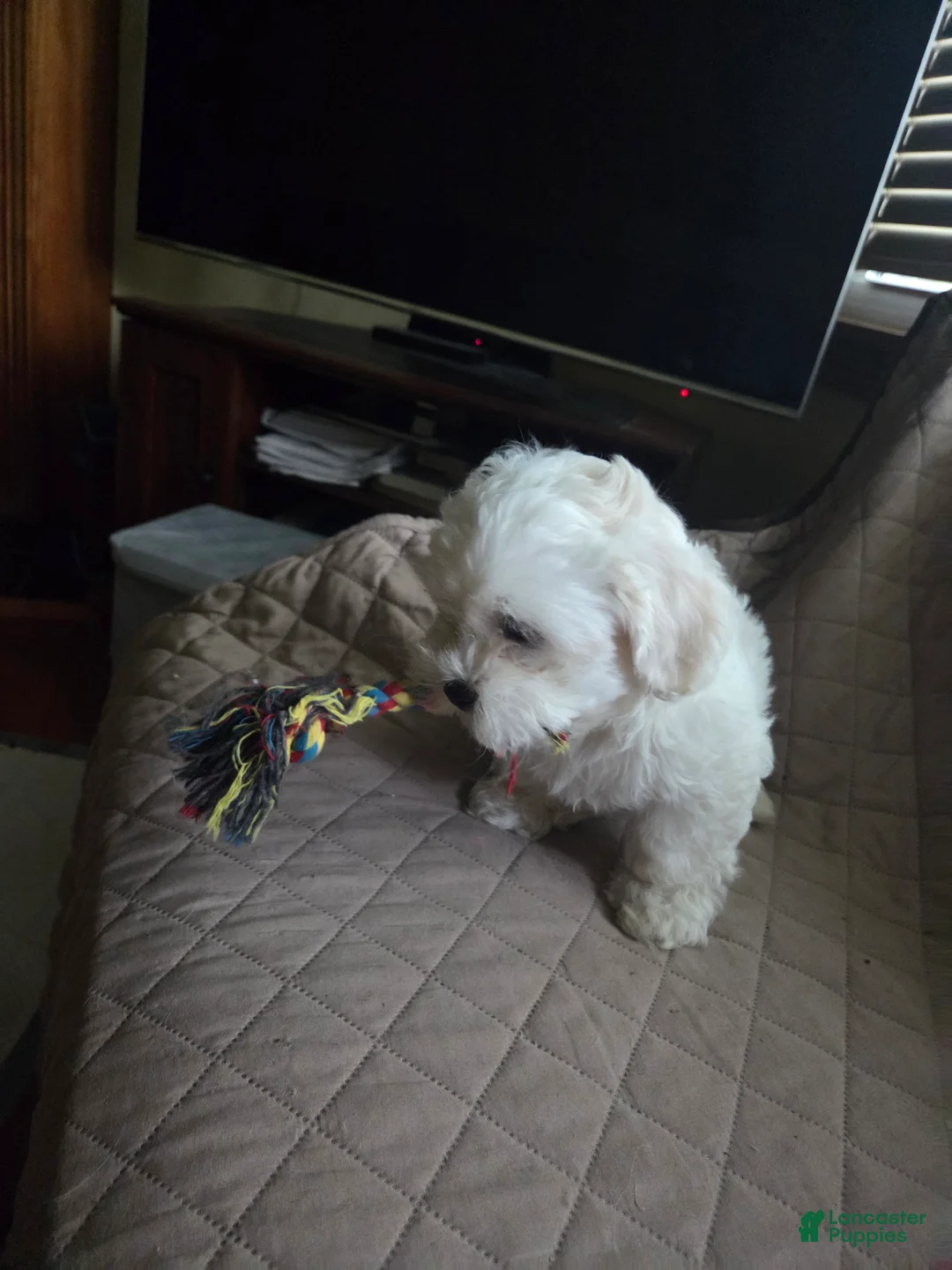 Mixed Breed dogs for sale: Mixed Breed Puppy 2 - Ad 2