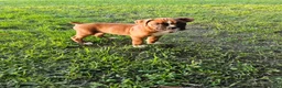 Boxer dogs for sale: Boxer 6 - Ad 5