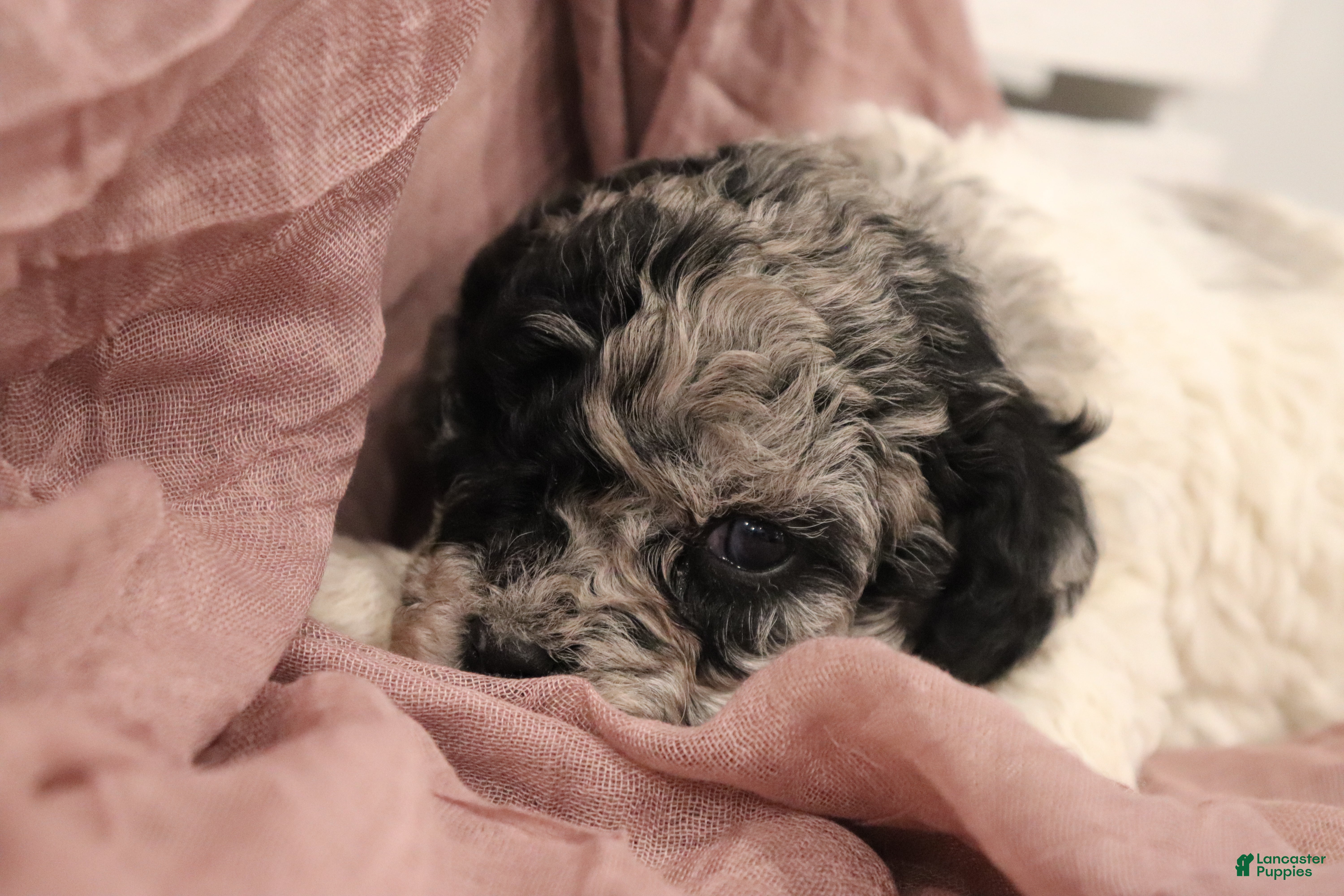 Miniature Poodle dogs Aubrey - Ad 2