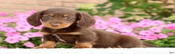 Miniature Dachshund dogs for sale: Dewey - Ad 2
