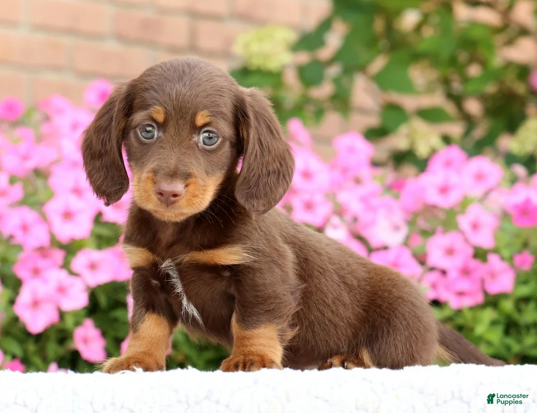 Miniature Dachshund dogs for sale: Dewey - Ad 2