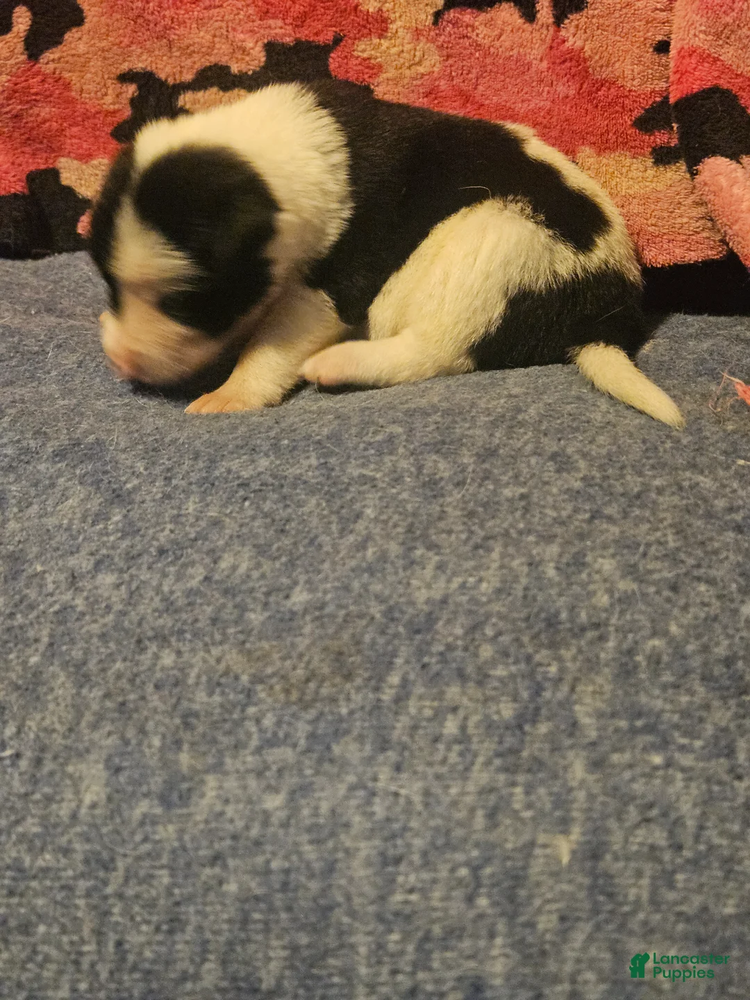 Border Collie dogs for sale: Tia - Ad 2