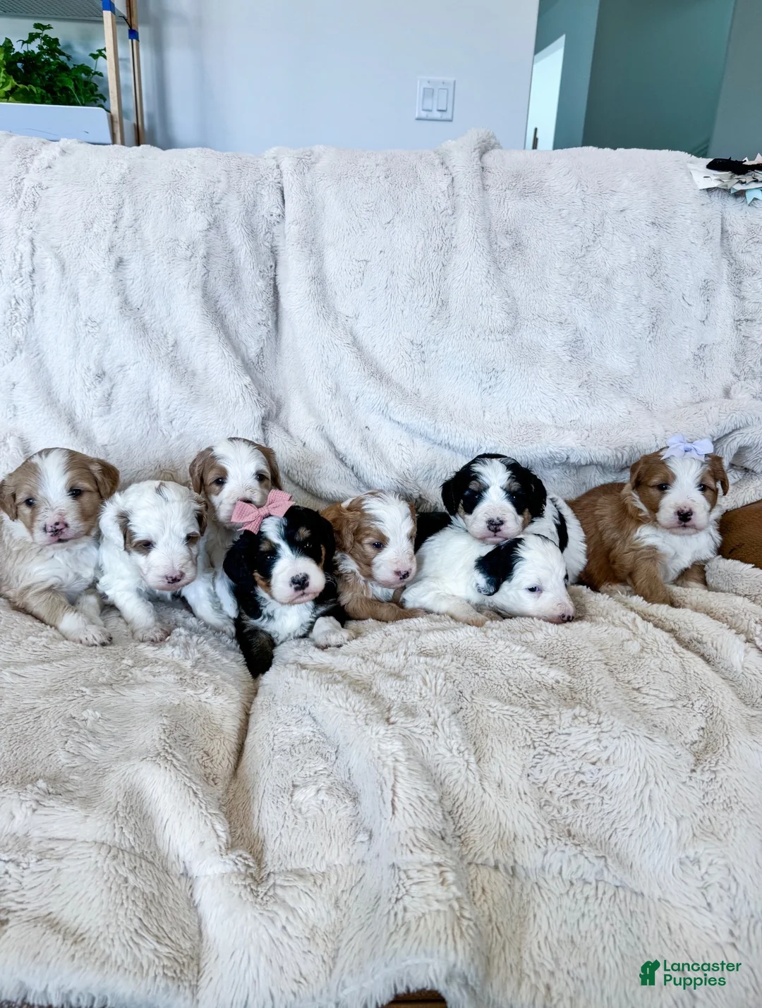 Bernedoodle dogs for sale: 'Darla' Purple Collar Female Medium Bernedoodle - Ad 3
