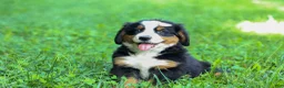 Bernese Mountain Dog dogs for sale: SADIE - Ad 12