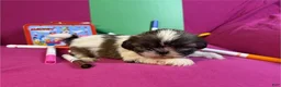 Shih Tzu dogs for sale: Shih Tzu 1 - Ad 1