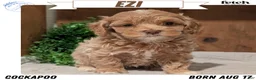 Cockapoo dogs for sale: Ezi - Ad 1