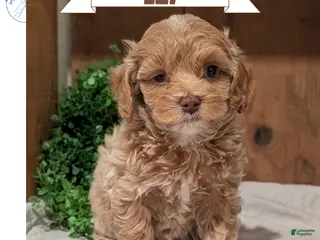 Cockapoo dogs Ezi - Ad 1