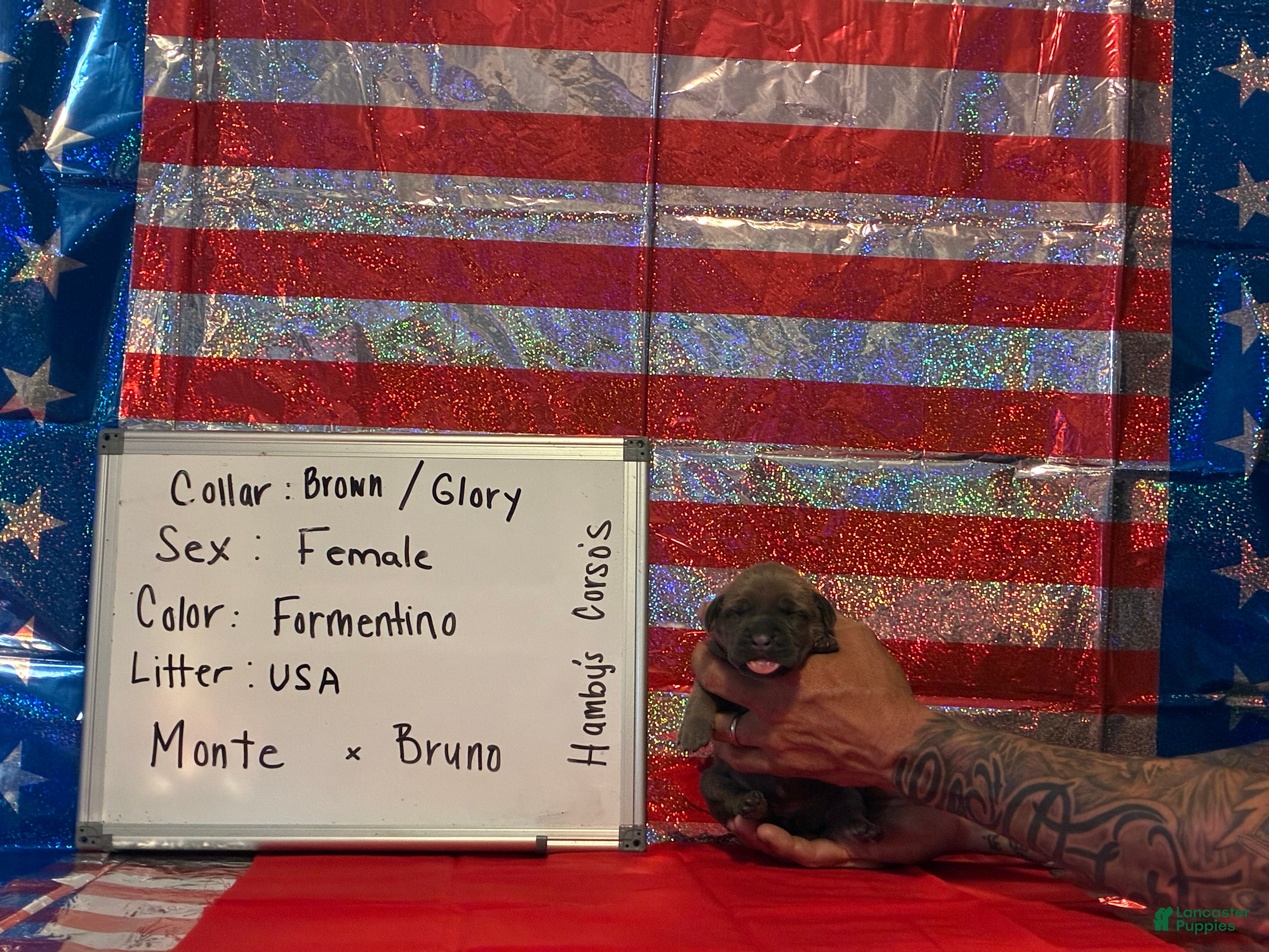 Cane Corso dogs Glory - Ad 38