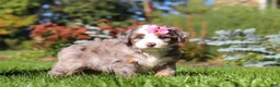 Mini Bernedoodle dogs for sale: Jasmine🩷  - Ad 3