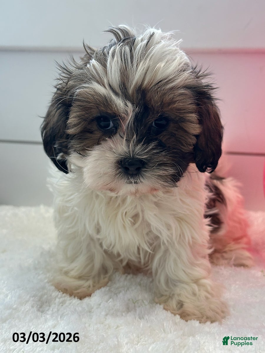 Shihpoo dogs Macy - Ad 1
