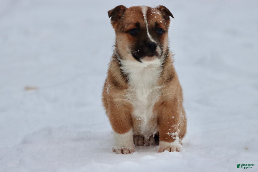 Mixed Breed dogs for sale: French Fry - Ad 3