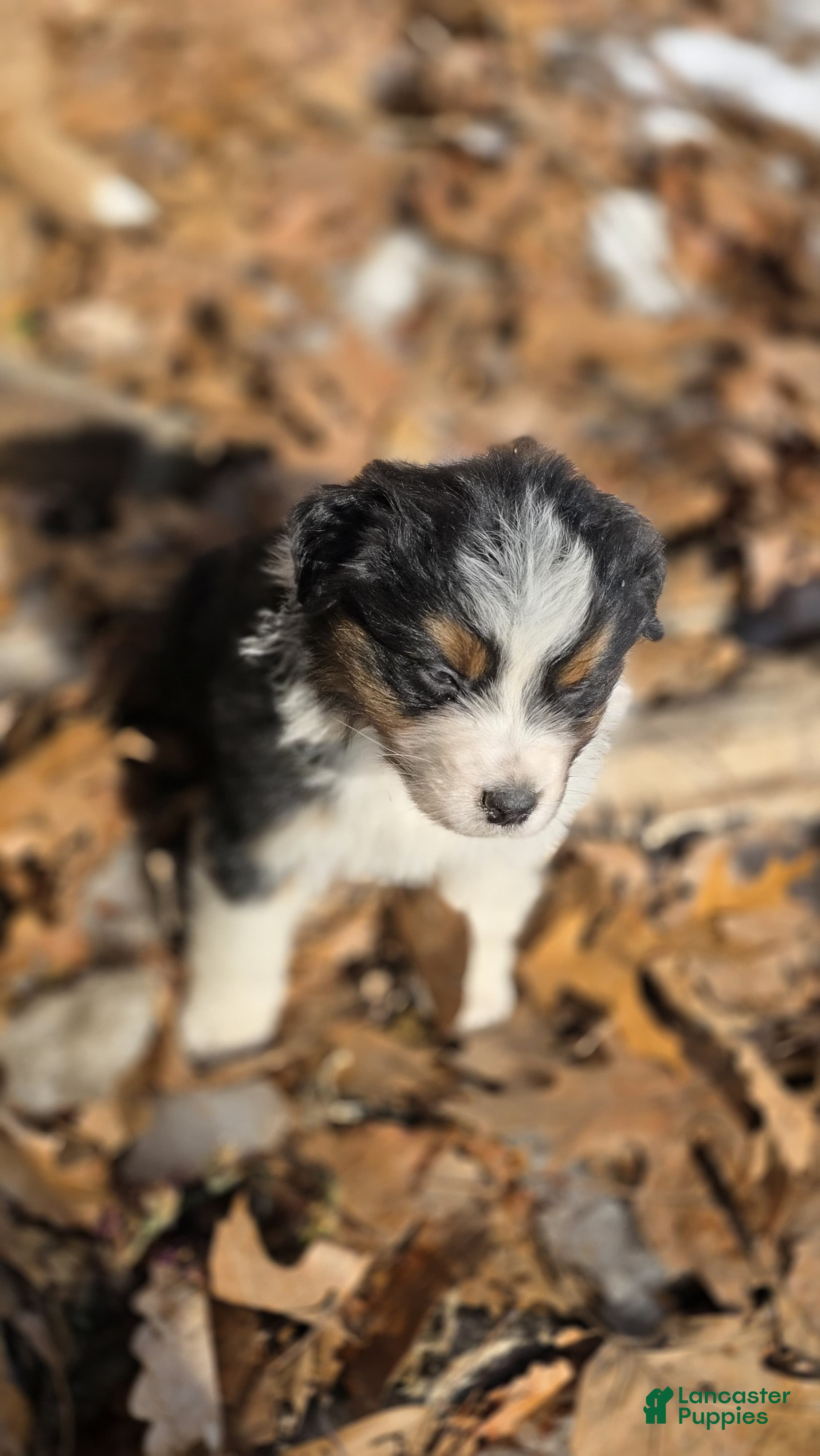 Australian Shepherd dogs Belle - Ad 2