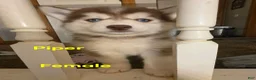 Pomsky dogs for sale: Piper - Ad 6