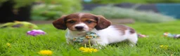 Miniature Dachshund dogs for sale: Benji - Ad 6