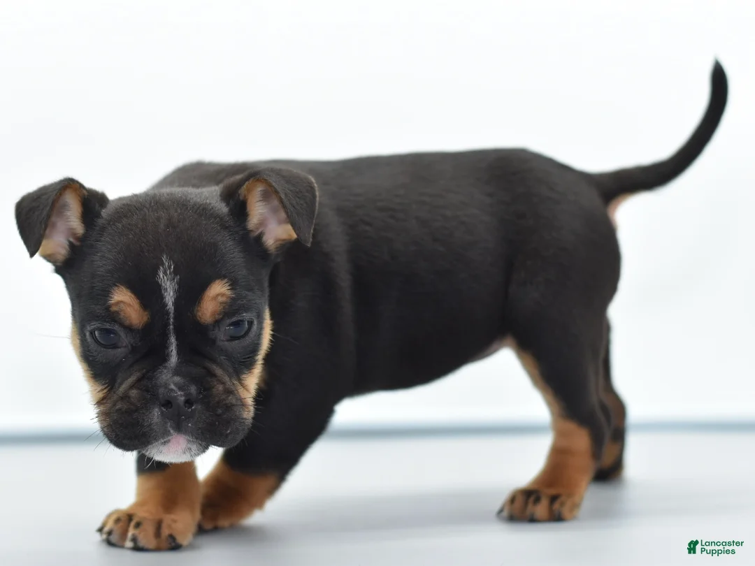 Mixed Breed dogs for sale: Emma tricolor hybrid  - Ad 4