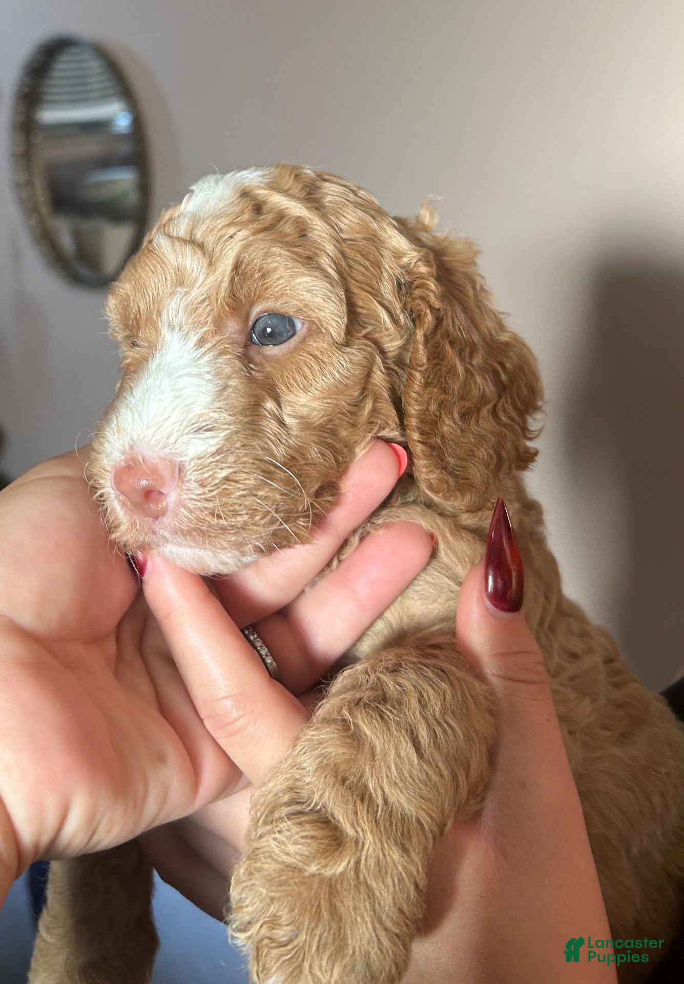 Miniature Poodle dogs Miniature Poodle 1 - Ad 42