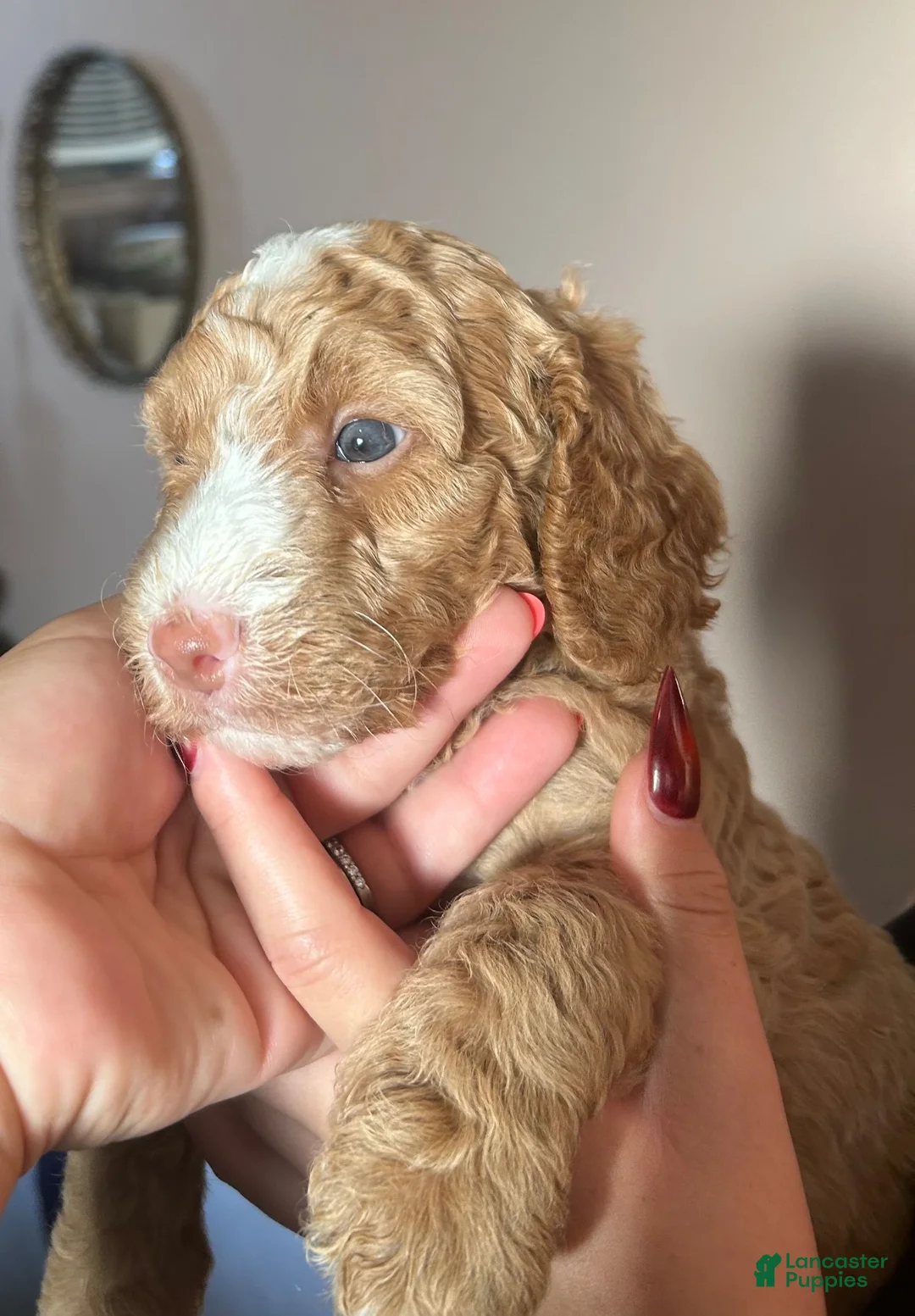 Miniature Poodle dogs for sale: Miniature Poodle 1 - Ad 1