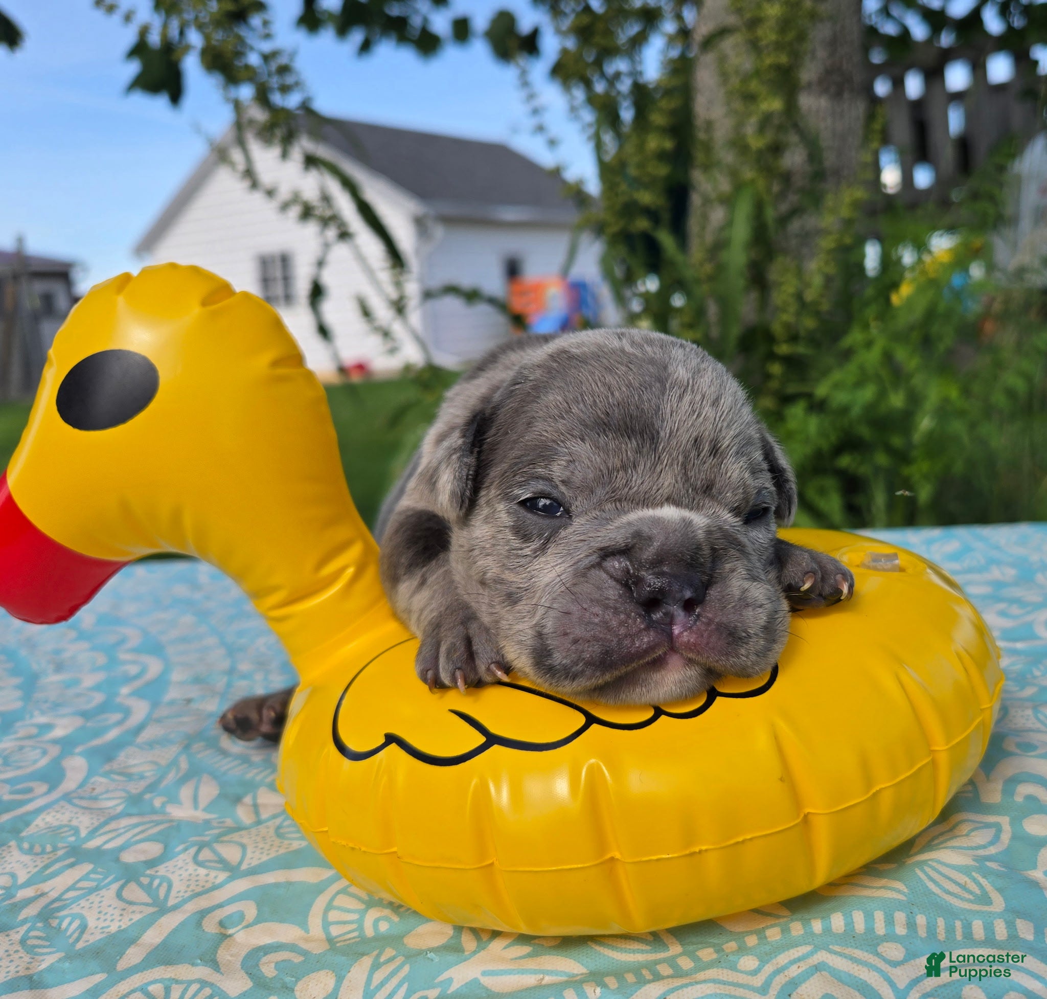 Olde English Bulldogge dogs Zuma - Ad 1