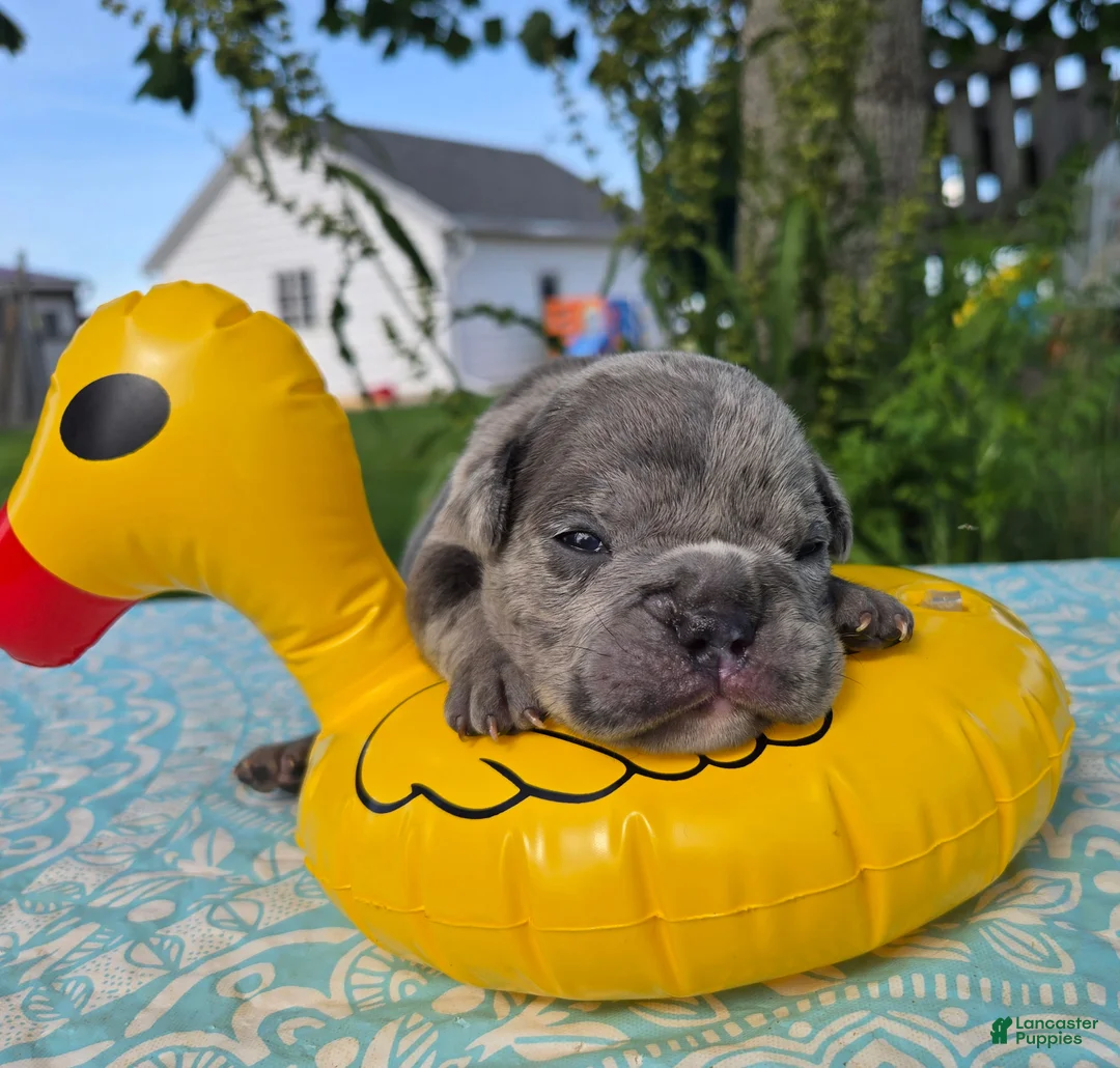Olde English Bulldogge dogs for sale: Zuma - Ad 1