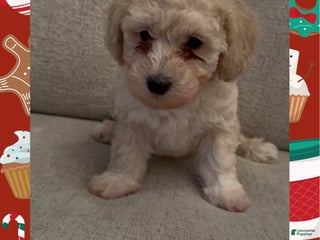 Miniature Poodle dogs Teddy - Ad 1