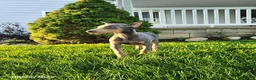 Doberman Pinscher dogs for sale: Gigi - Ad 6