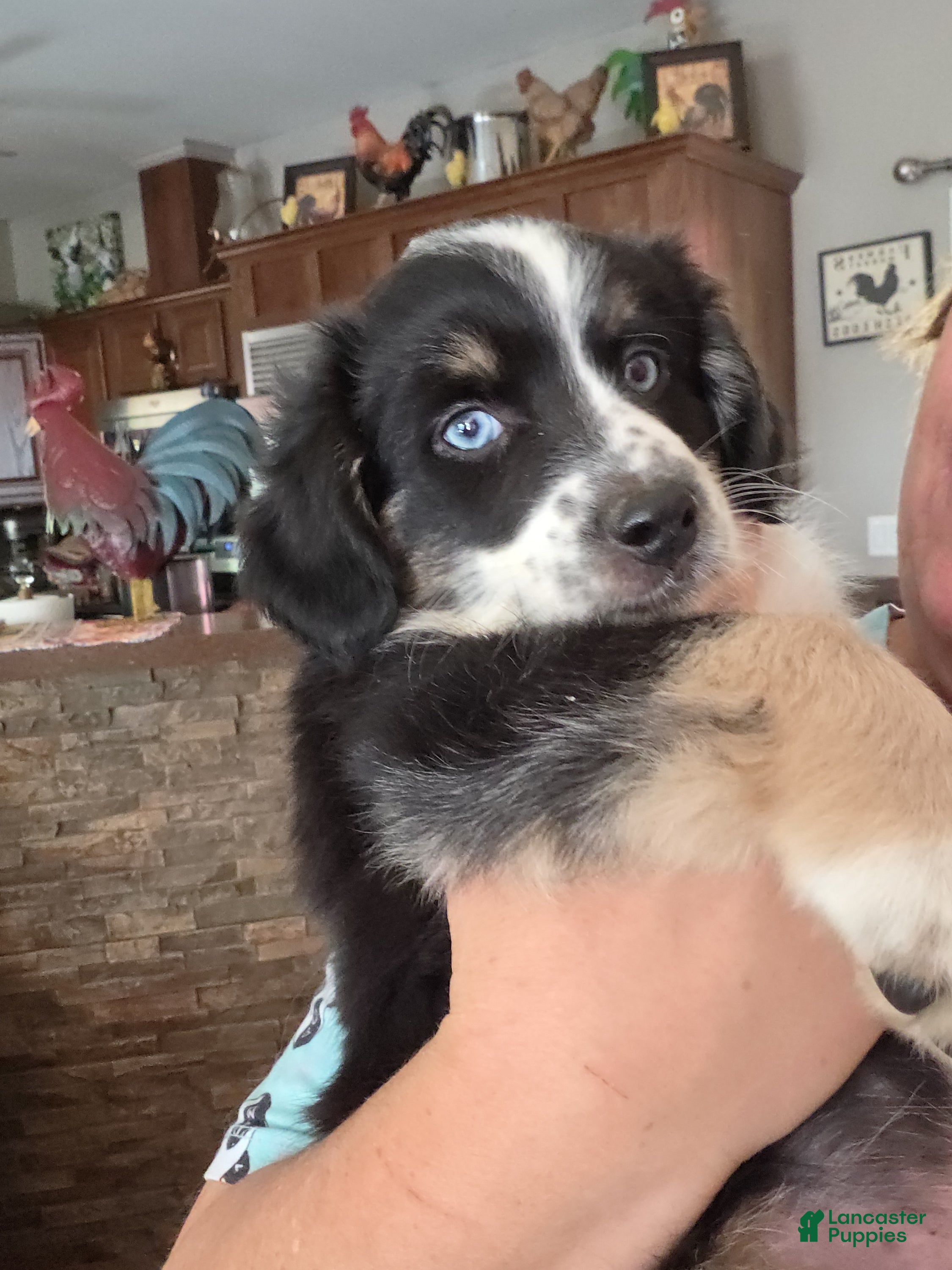 Miniature Australian Shepherd dogs Miniature Australian Shepherd 1 - Ad 24