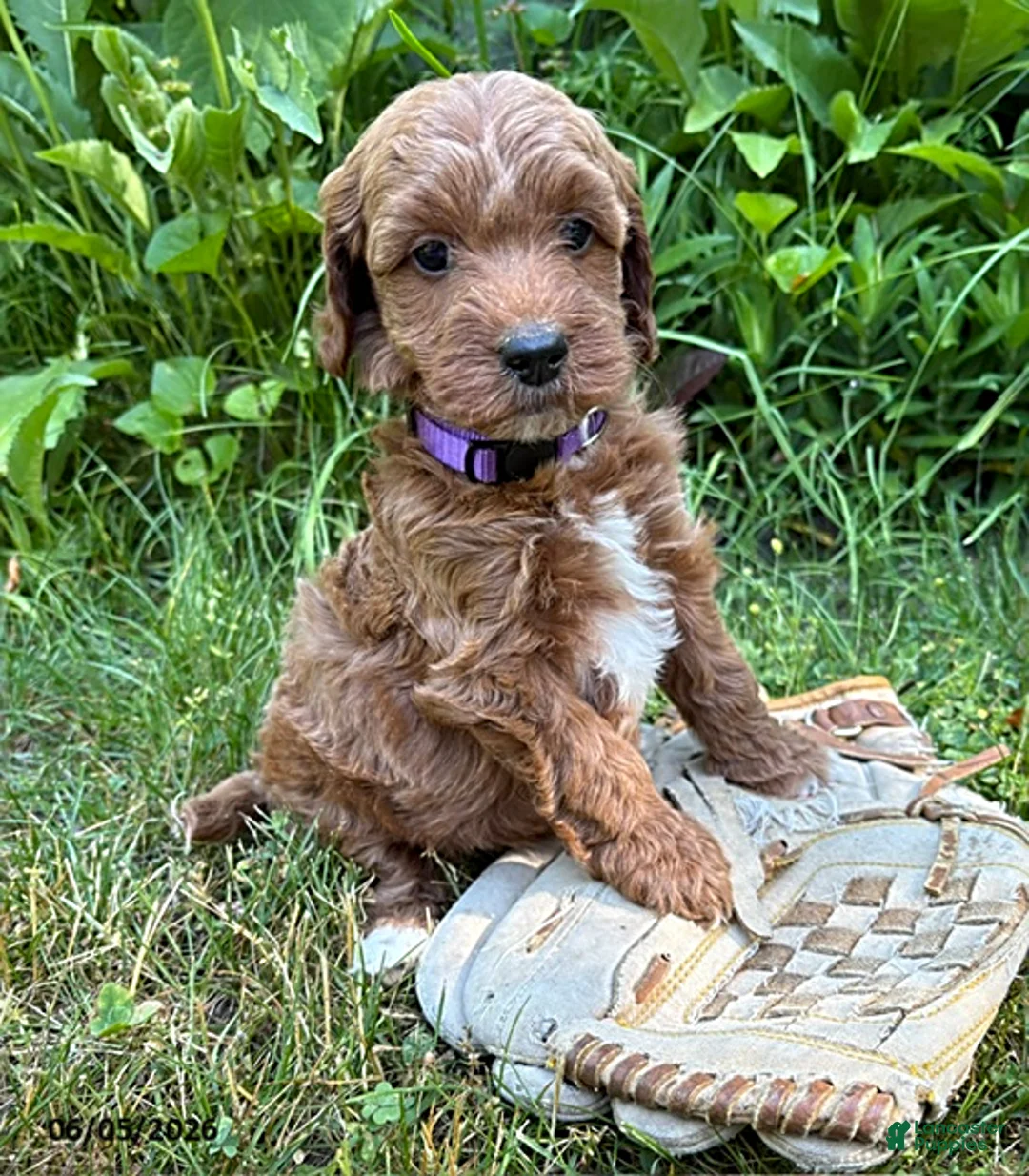 Goldendoodle dogs for sale: Allie - Ad 2