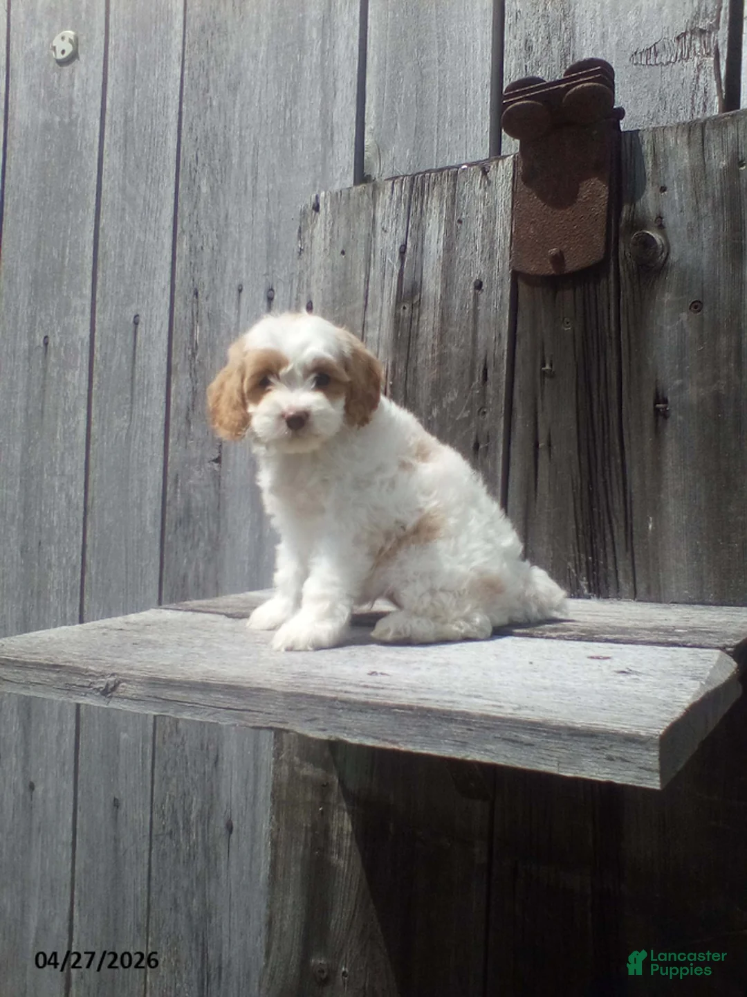Cockapoo dogs for sale: Lady - Ad 1